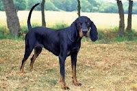 Black and Tan Coohound