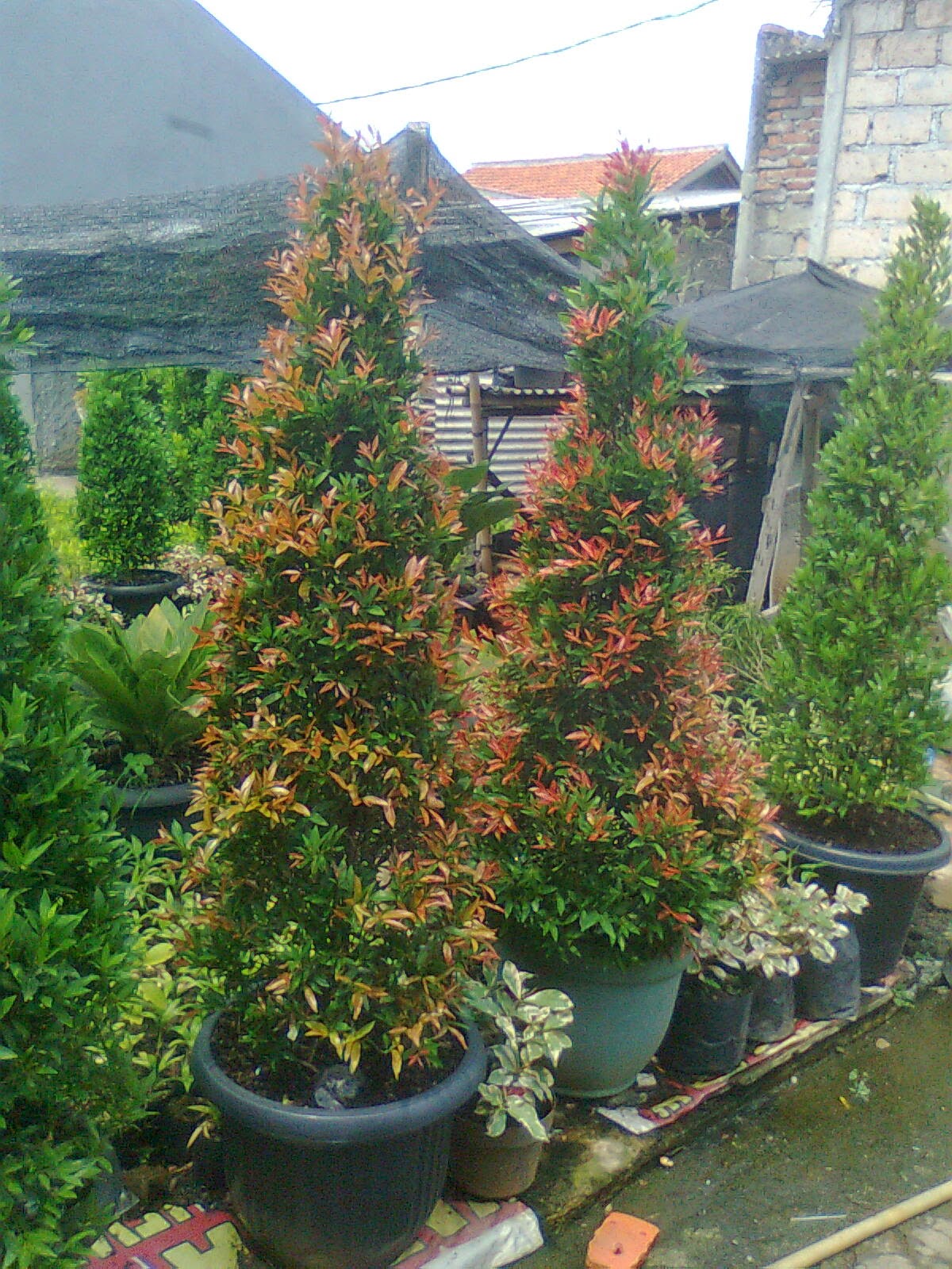 Tanaman Hias Dan Pohon Pelindung: POHON PUCUK MERAH - Jenis Tanaman Hias Pucuk Merah