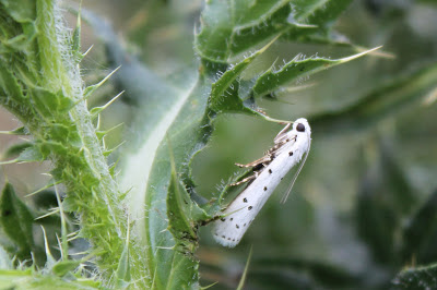 Wilgenstippelmot - Wylgestipmotsje - Yponomeuta rorella