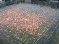 Jumlah Padat Tebar Ikan Nila Per Meter Yang Ideal