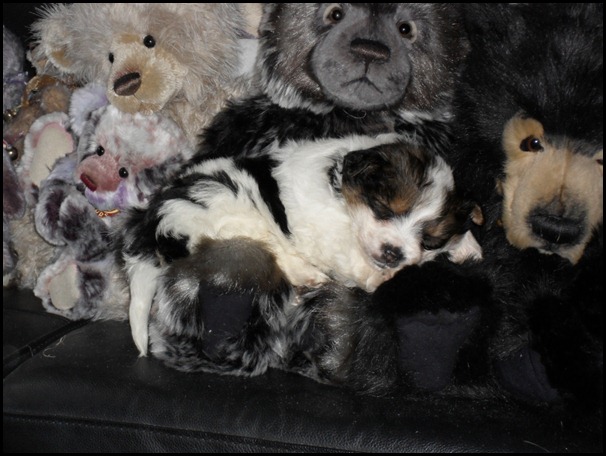 Poppy 24.01.11 106