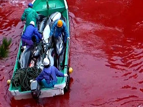 a sea of blood - dolphin slaughter in Japan