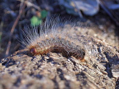 photo of hairy caterpillar ('processionary caterpillar')