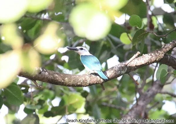 Birding along the coast of Waigeo island