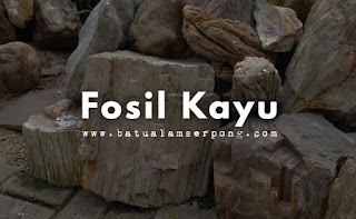 batu fosil