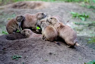 Prairie dog family