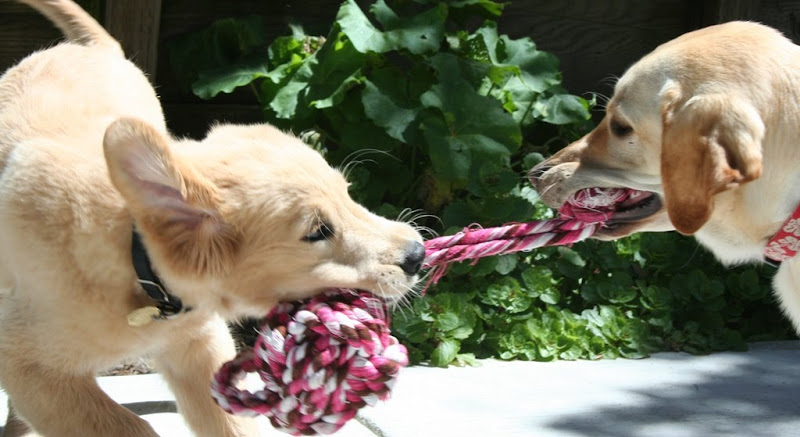 action shot of montego pulling a pink and white tug rope, he's in motion pulling hard, with the ball portion of rope hanging from his mouth, cabana stands opposite him with the small knotted end in her mouth