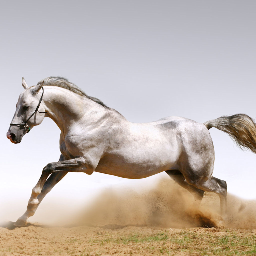 https://blogger.googleusercontent.com/img/b/R29vZ2xl/AVvXsEiYaf2S7JJ0Bm9gSzUTkNX8J3rfARkrieMgWuIq0xomMiMNpcN0UloiCGxz9Yr6sDv09mc6t1UQj6u63ptPvsQFvVyu0owuFyDFPe6Y_NuTuxCeKyt-UYjGAPV7yg6EwSHua3X9raXAg4V4/s1600/www.W4TS.org+-+Wallpapers+for+iPad+and+iPad2+-+Beautiful+horses+10.jpg