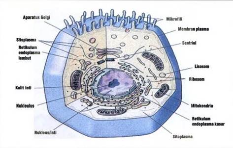 Struktur Sel  Tumbuhan  dan  Sel  Hewan  Biologi Kelas  XI  IPA 