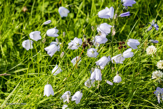 Flora de la Isla de Runde, Noruega por El Guisante Verde Project