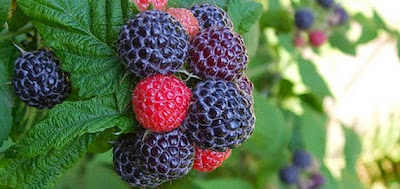 19 Boysenberries Fruit Health Benefits