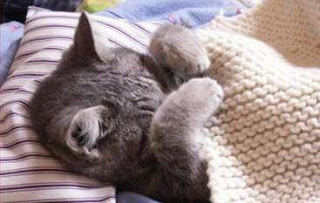 Tips Merawat Kucing Yang Terkena Penyakit Kulit Scabies