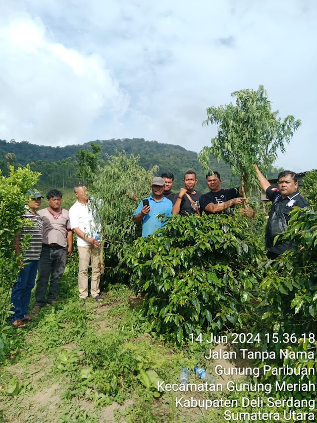 Sat Narkoba Polres Simalungun Berhasil Temukan Ladang Ganja di Dolok Silau