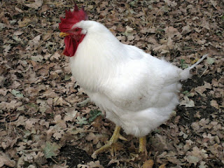 Domestic white rooster with a red comb, Sebastopol, California