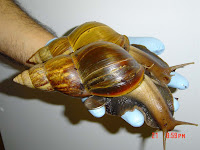 Giant%2520African%2520Snail%25201 Binatang Yang Paling Sulit Dibunuh