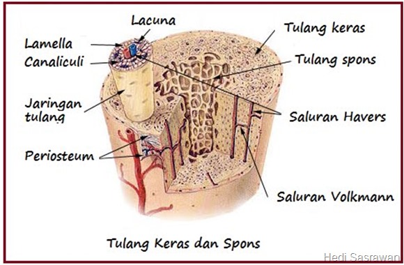 Tulang spons
