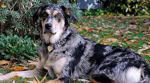 Australian Shepherd Lab Mix Dog Breed Info: Price, Characteristics, Aggressiveness & Facts