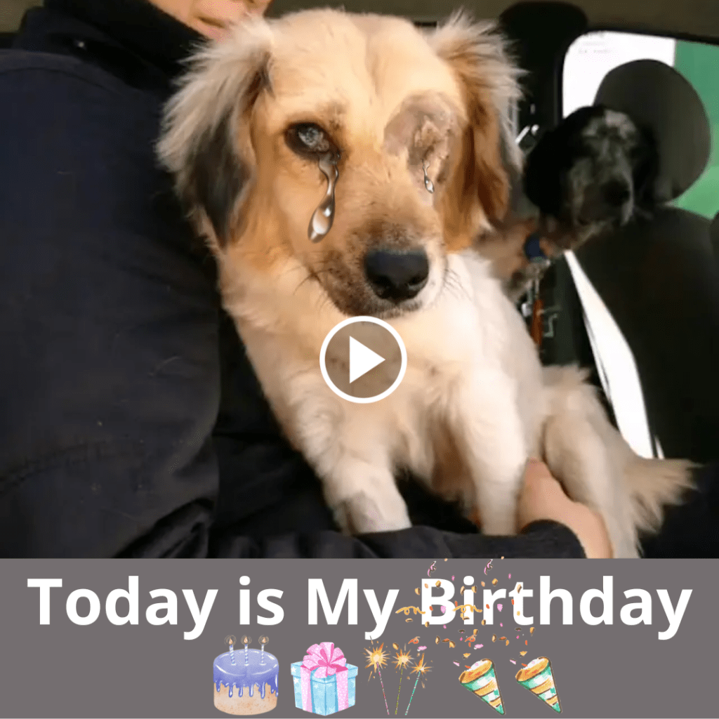 Jasper’s 2nd Birthday: A Day of Tears and Solitude