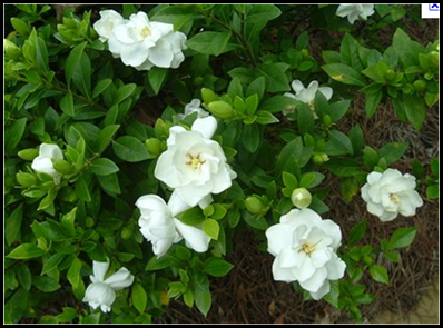 Gardenia4