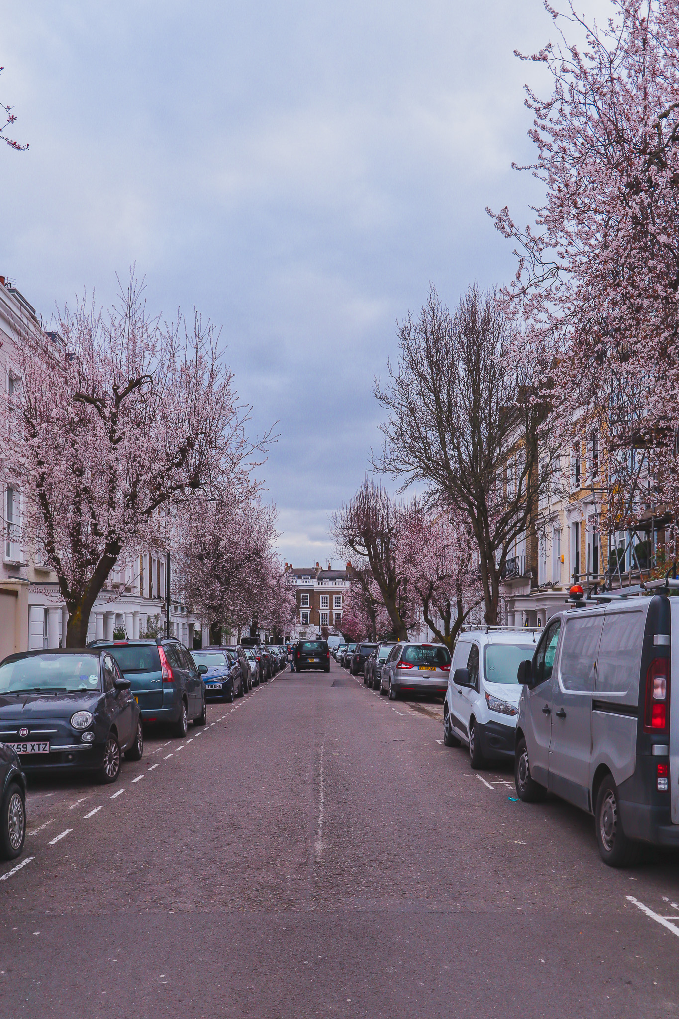 Courtnell Street blossoms