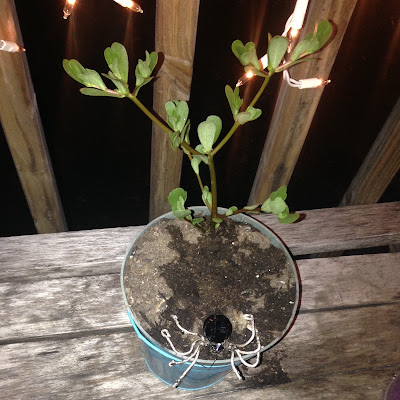 Succulent and Spider Potted Plant