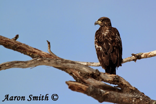 Immature Bald Eagle