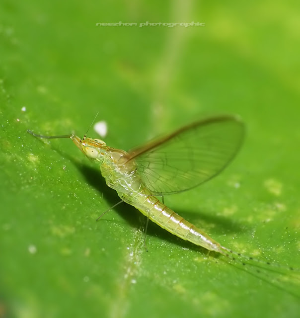 Green Mayfly