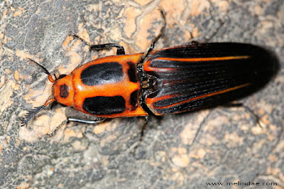 coleopteros argentinos Hemirhipus elegantissimus