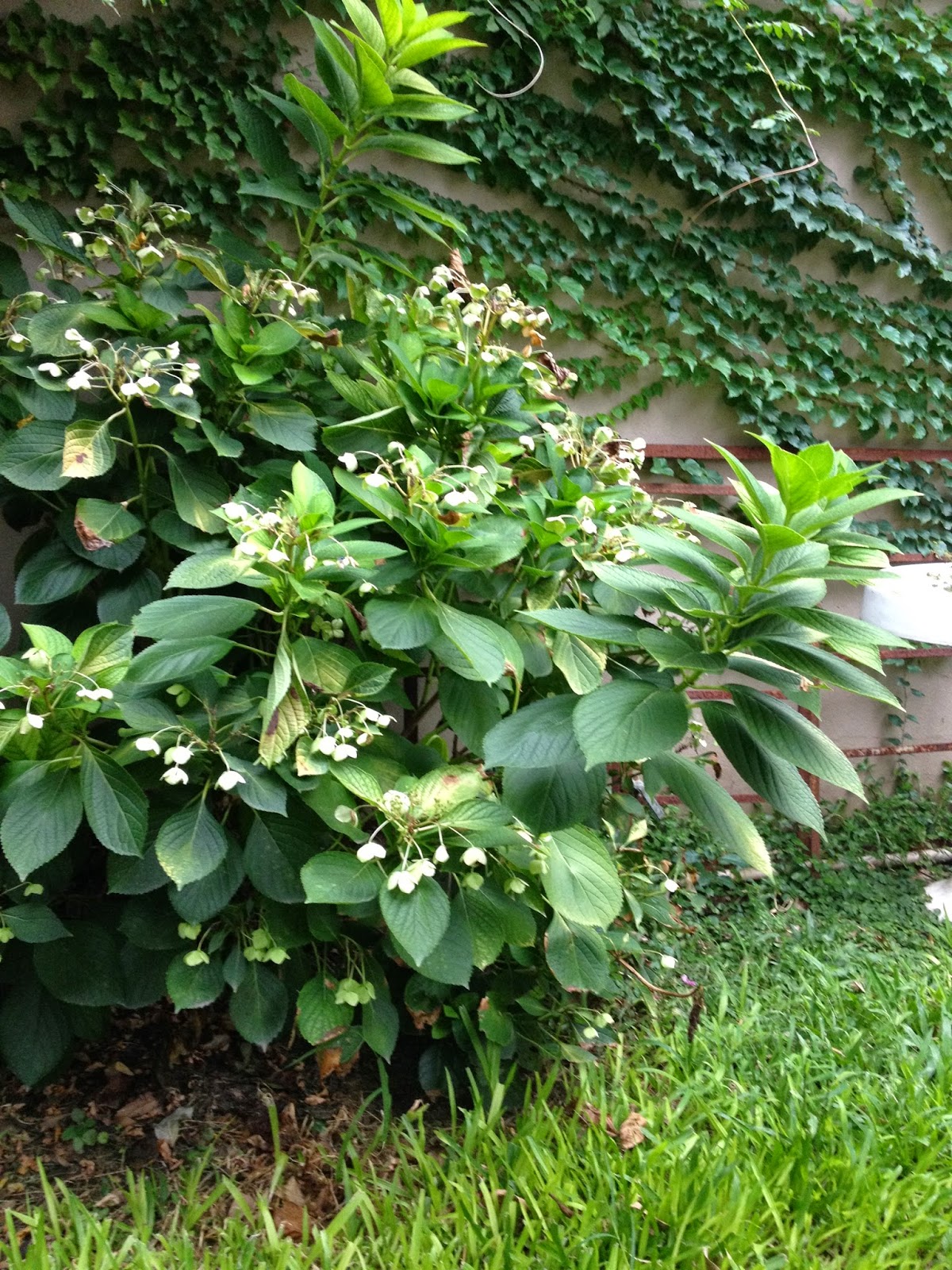 Cuidados de las hortensias :: Cultivo de hortensias :: Cuidar  - imagenes de flores hortensias