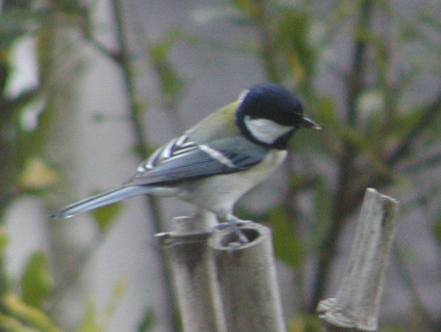 シジュウカラ