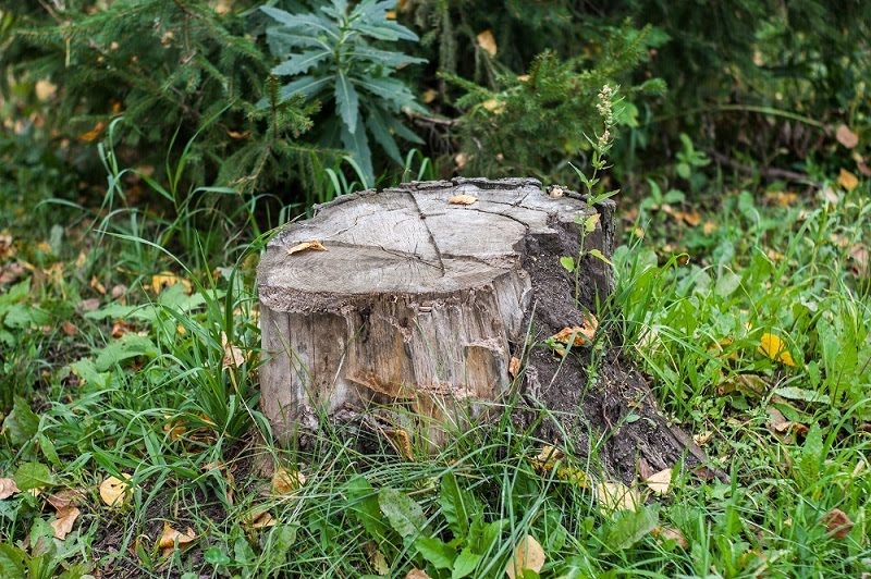 Why You Should Take Up Tree Stump Removal Service?