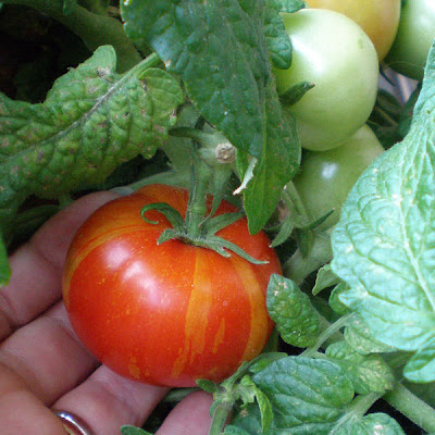 striped red and orange tomato