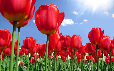 Tulips Wallpapers