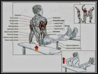 Triceps Dips