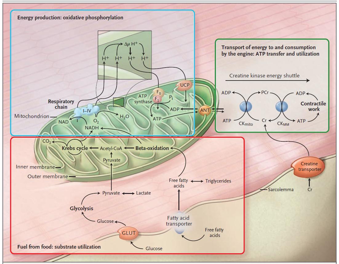 beta oxidation in mitochondria