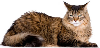 Sejarah perkembangbiakan Kucing Maine Coon 