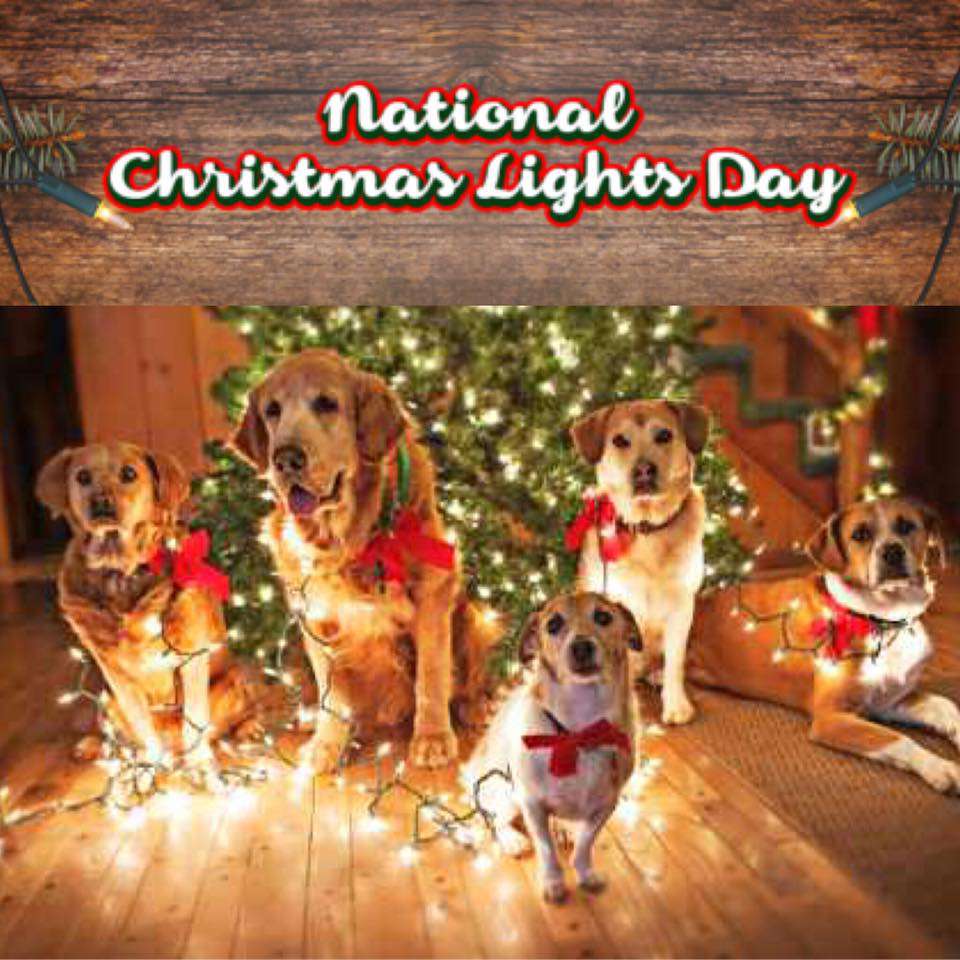 National Christmas Lights Day Wishes