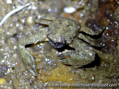 Porcelain Crab (Family Porcellanidae)