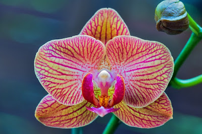 Especie de orquídea del género Phalaenopsis