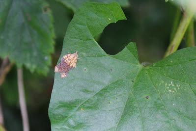 Gehakkelde Bladroller - - Acleris emargana