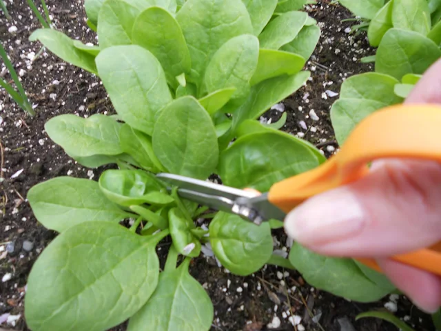 Harvesting Baby Spinach