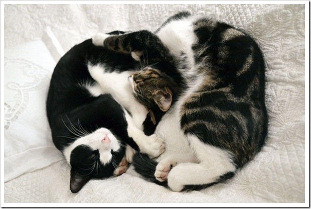 kattkorvar kattkorvar