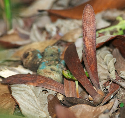 Shorea seeds 