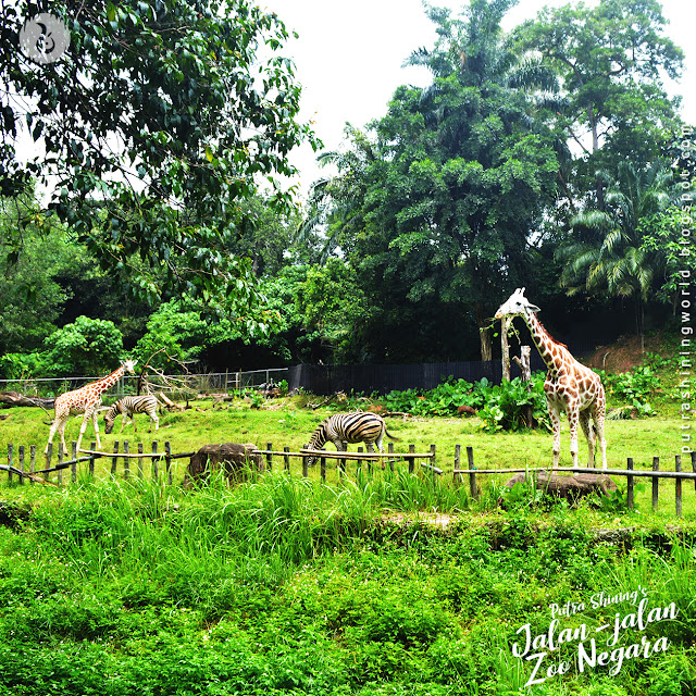 Putra Shining Jalan-Jalan at National Zoo Malaysia