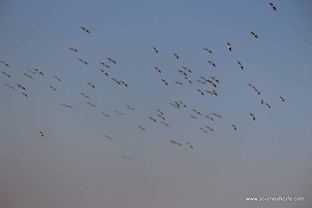 Thol Lake Bird Sanctuary - A birding paradise