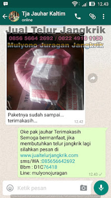 Testimoni 2 Jualan Telur Jangkrik Laris Pelanggan Bahagia