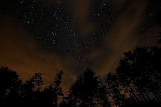 fondo de pantalla de Paisaje de pinos con un cielo estrellado color marrón