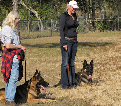 ways to make dog training easy for you and your pet