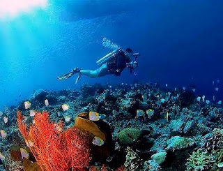  The expanse has a especial attraction for the visitors diving  at Nusa Penida Bali