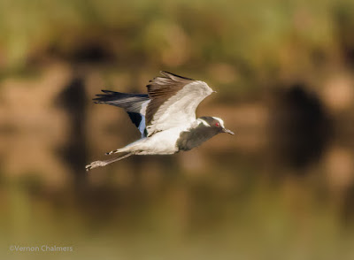 Blacksmith Plover over the Diep River - Woodbridge Island